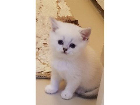 Scottish straight beyaz longhair ve shorthair fold