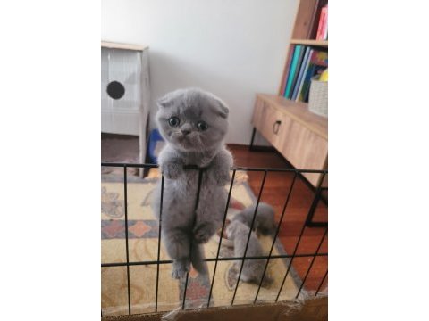 Müthiş güzellikte ev ortamından scottish fold