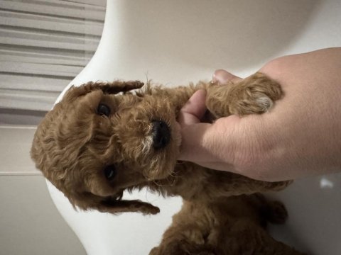 Toy poodle yavru köpekler