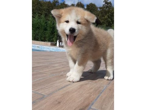 Japon akita ınu yavrulari istanbul 