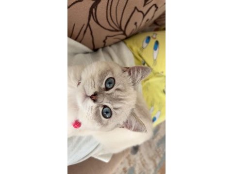 British shorthair kedimiz