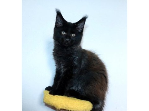 Şampiyonlar torunu şampiyon adayı maine coon yavrular
