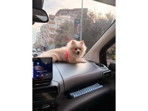 8 aylık dişi pomeranian yavrumuz