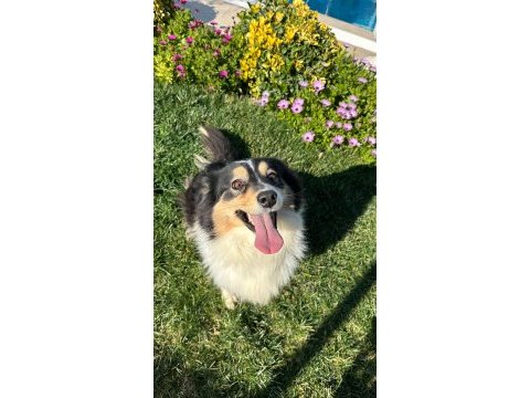 Siyah beyaz ve black and tan border collie yavrular