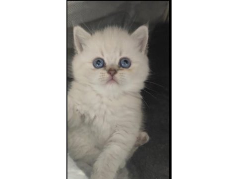 Saf kaliteli kan genetiği kedimiz