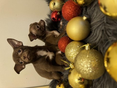 Minyatür elma kafa chihuahua bebeklerimiz
