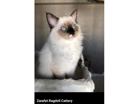 Şecereli anne ve babadan safkan ragdoll dişi yavrum