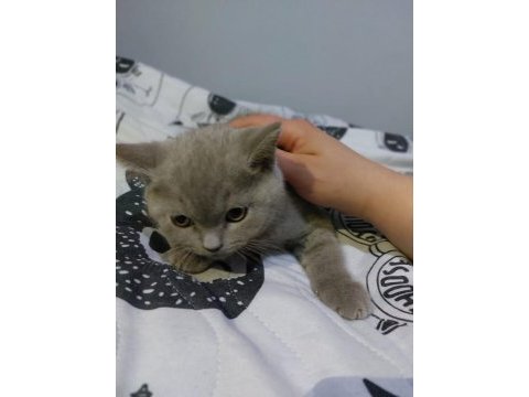 Erkek british shorthair yavrularımız sıcak yuvalarını arıyor