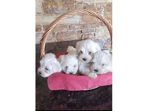 Teacup maltese terrier yavruları