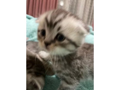 30 gunluk scottish fold erkek
