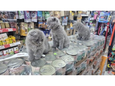 Dünya tatlısı çok çok özel scottish fold bebekler