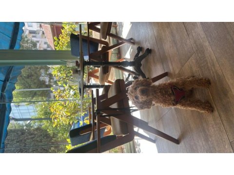 12 aylık sevecen toy poodle