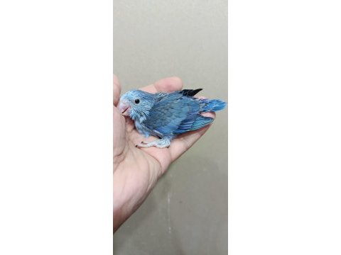 Mavi boncuk erkek cep papağanı
