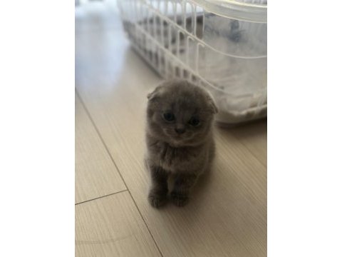 Tatlı bebek kedilerimize yavru arıyoruz