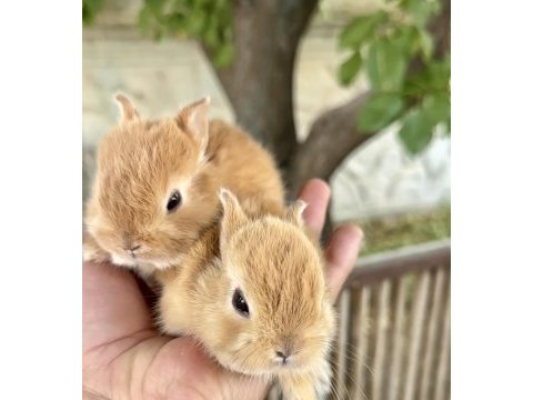 Netherland dwarf karamel tavşanlar