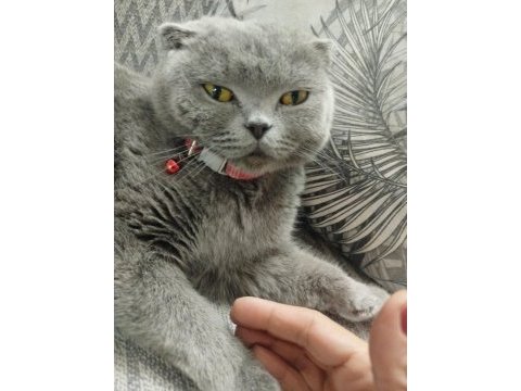 Yavru scottish fold kedimiz