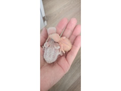 Yavru sevda papağanları
