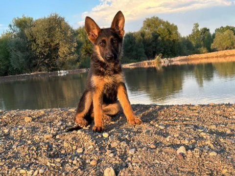 Şecereli alman çoban köpeği show kan hattı