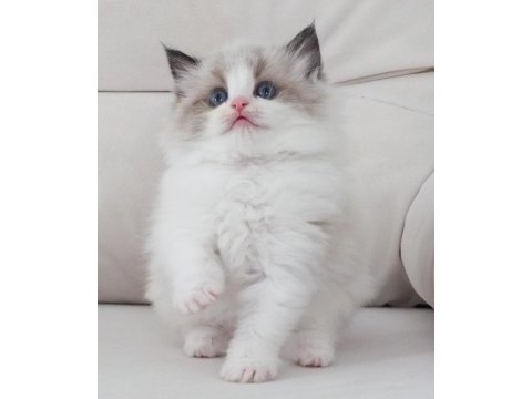 Full şecereli ragdoll yavruları