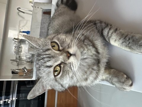 British shorthair kedimize yuva arıyoruz