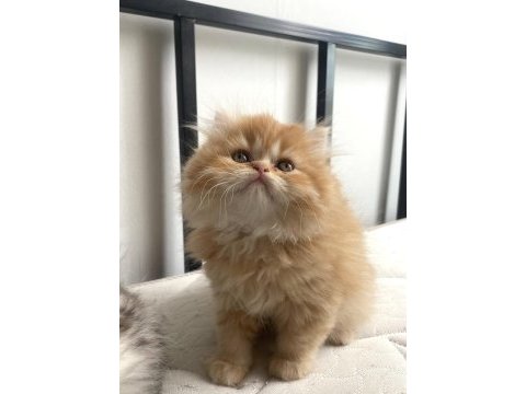 Puf puf scottish fold bebekler