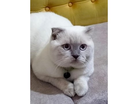 Scottish fold sütlaç için yuva arıyoruz