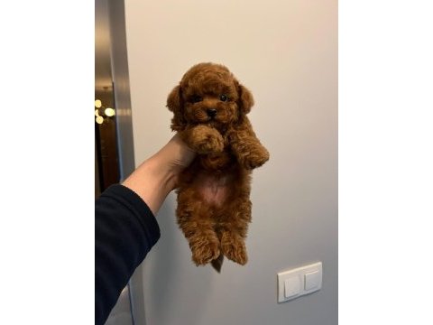 Kore kan toy poodle premium yavrular