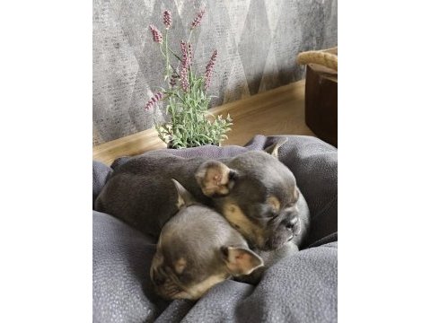 Güzeller güzeli lilac and tan 3 aylık french yavrularımız