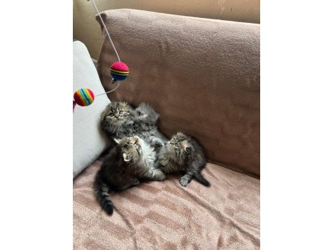 Chinchilla scottish fold dik kulak karışık 8 yavru