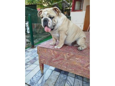 Orjinal irk yetişkin ıngılız bulldog