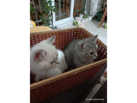 Sahiplendirme british shorthair kedisi