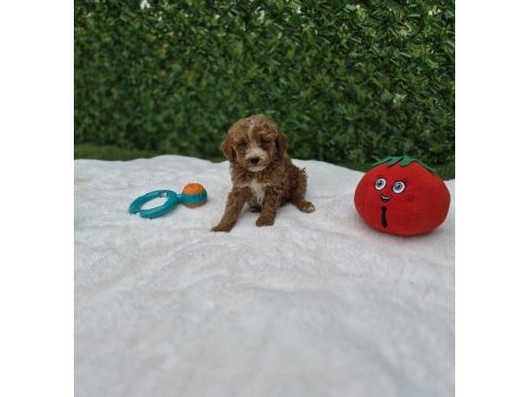 Özel maltipoo yavrularımız 
