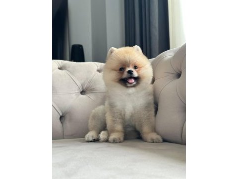 Erkek 3 aylık pomeranian boo