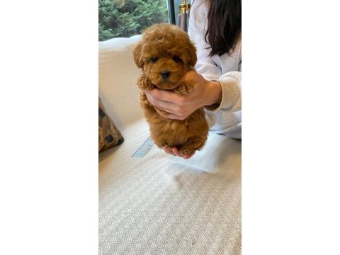 Eğitilebilir toy poodle yavruları ile evinize neşe katın