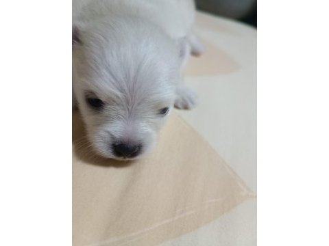 Pomeranian yavrular çok tatlılar