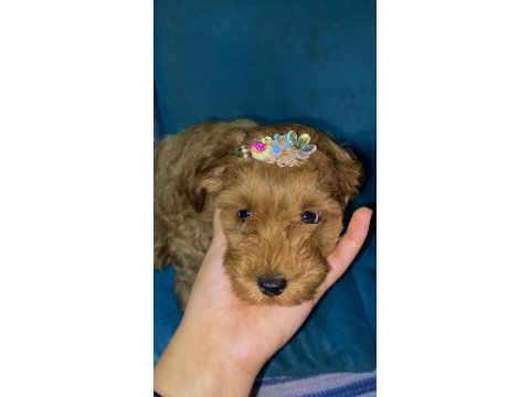 Toy poodle yavrularımız son 2 dişi