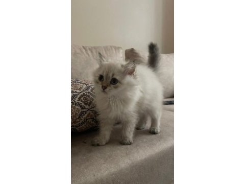 British longhair pamuk gibi yavrumuz