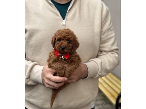 Toy poodle yavrularımız