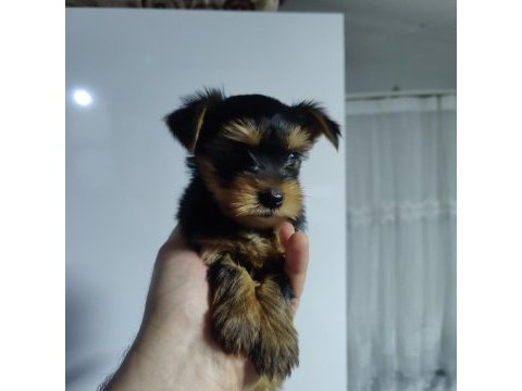 58 günlük 3 erkek yorkshire terrier yavrularımız