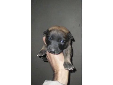 30 günlük belçika malinois yavrular