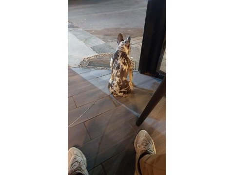 9 aylık dişi french bulldog tiger desenli aşıları tam