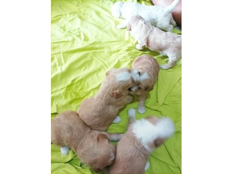 Minik maltipoo bebekler