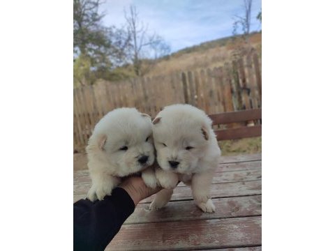 Premium çin aslanı chow chow yavruları