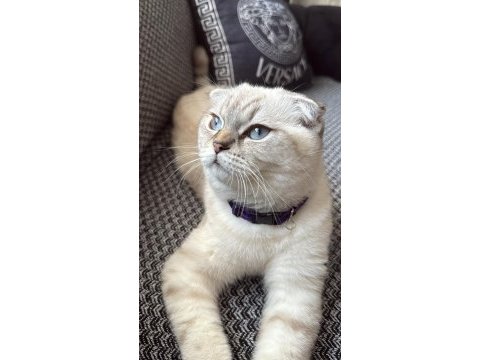 Çok uysal scottish fold
