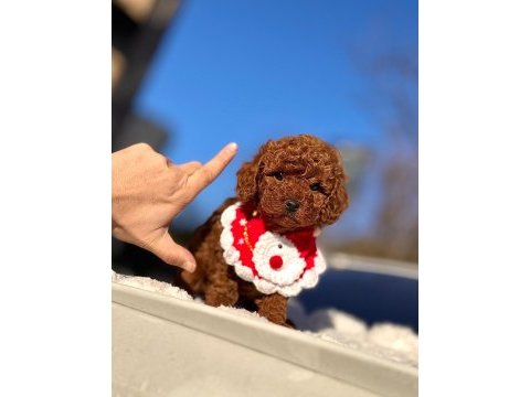 Safkan toy poodle yavrular