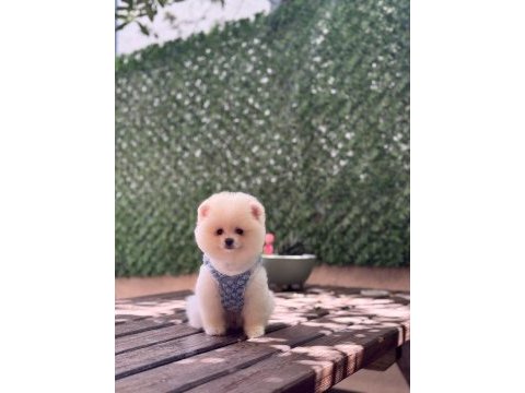 Üst kalite pomeranian boo