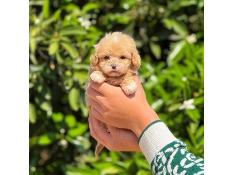Teacup maltipoo 2.5 aylık dişi yavrumuz