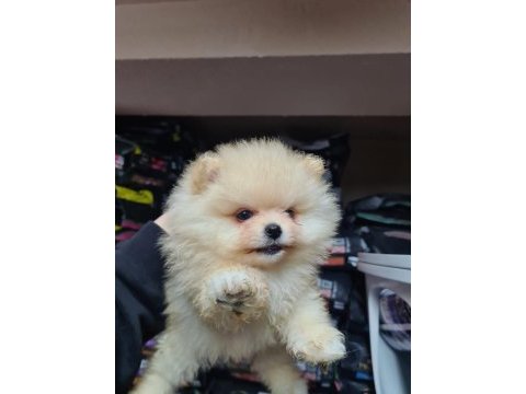 Tıraşsız pomeranian bebekler
