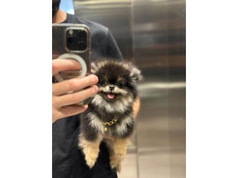 Yumoş pomeranian boo yavrusu