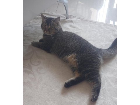 Tabby british shorthair 6 aylık